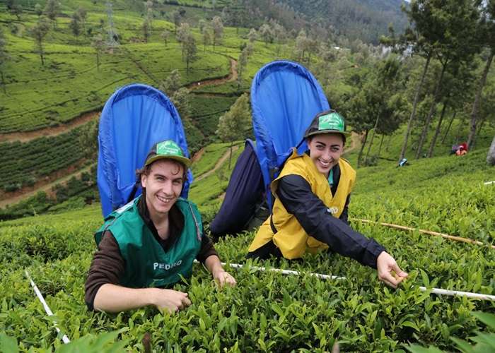 tea garden