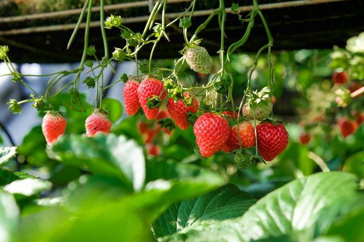 Strawberry farm