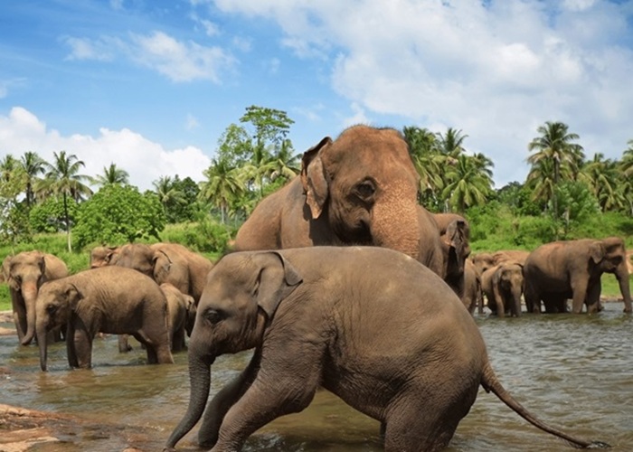 Visiting Pinnawala Elephant Orphanage – for animal lovers