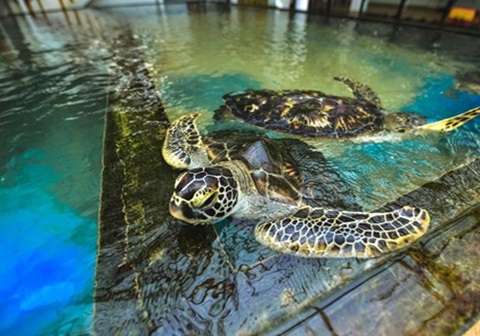 Sea turtle conservation hatchery in Hikkaduwa, Sri Lanka