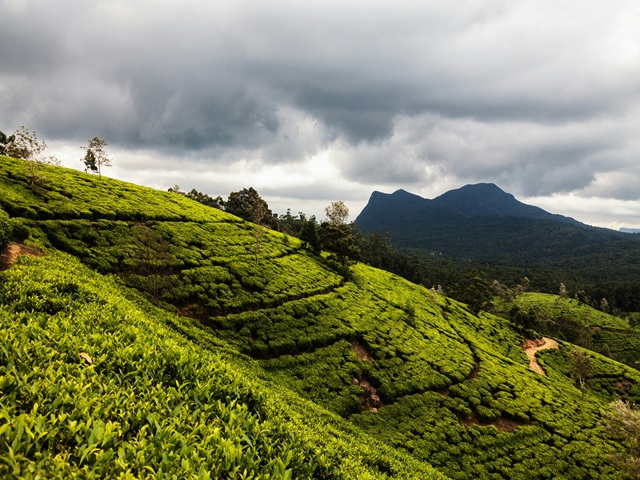 Lush green tea plantations in Nuwara Eliya, Sri Lanka’s picturesque hill country – perfect for scenic travel itineraries