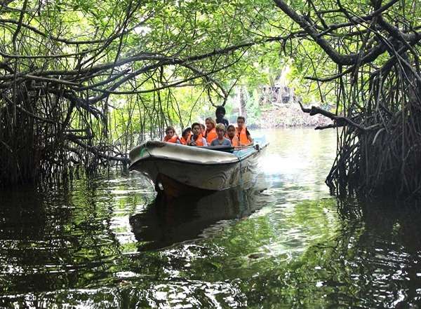 day tours to the Madu River in Bentota, Sri Lanka, with boats cruising through lush mangrove forests.