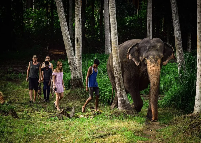 Visiting Millennium Elephant Foundation – one of the top ethical things to do in Sri Lanka for elephant lovers