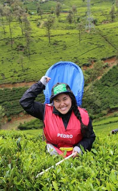 Tea plucking lady in Nuwara Eliya, Sri Lanka – scenic tea gardens and cool hill country charm