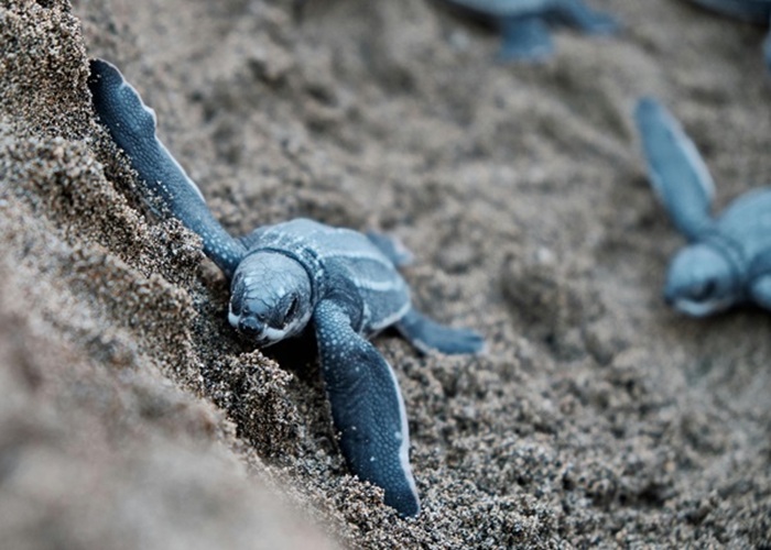 Turtle hatchery visit in Sri Lanka – a family-friendly activity and one of the top things to do in Sri Lanka