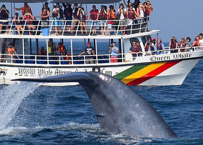 Whale watching tour in Mirissa – for ocean and nature lovers