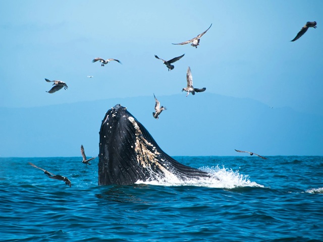 Blue whale sighted off the coast of Mirissa during a whale watching tour in Sri Lanka – a highlight of unforgettable travel itineraries