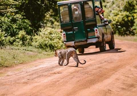 Jeep safari in Yala National Park,Sri Lanka