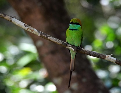 Asian Green Bee-eater bird perched on a branch in Kaudulla National Park