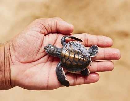 Close-up of a baby sea turtle held gently in a person’s hand at a hatchery