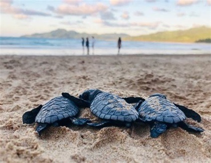 Three baby turtles being released into the ocean at a Sri Lankan beach