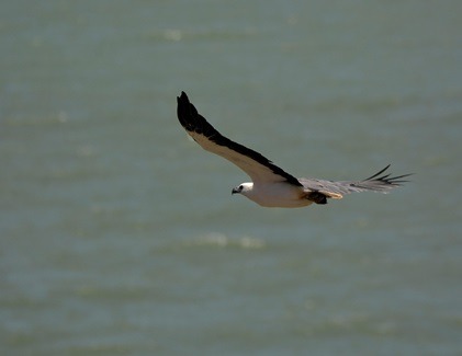 Bird flying over a tranquil lake in Wilpattu National Park