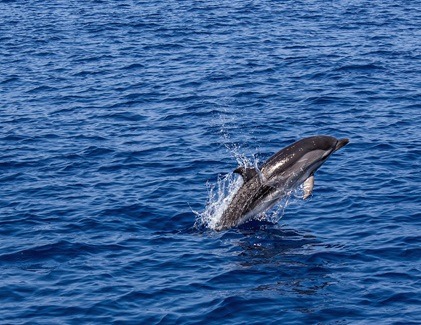 Dolphin jumping out of the sea in Kalpitiya captured in dolphin watching tour