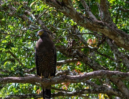Eagle sitting on tree branch in Wilpattu National Park