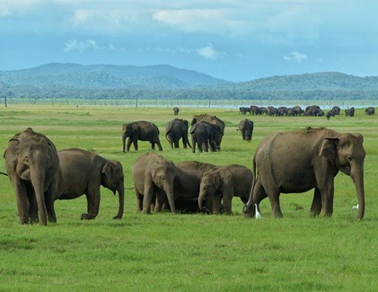 Large group of wild elephants at the Minneriya Tank during the elephant gathering in Sri Lanka