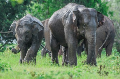 Group of wild elephants walking across the grasslands of Minneriya National Park in Sri Lanka