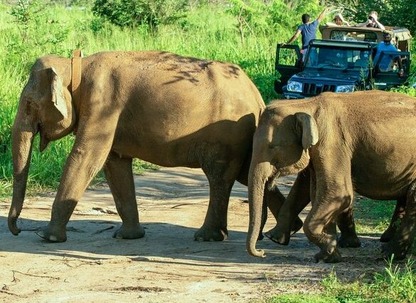Two elephants crossing the road during a Hurulu Eco Park safari while jeeps watch