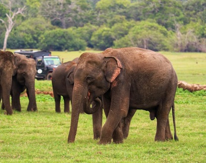 A group of wild elephants walking through Kaudulla National Park grasslands