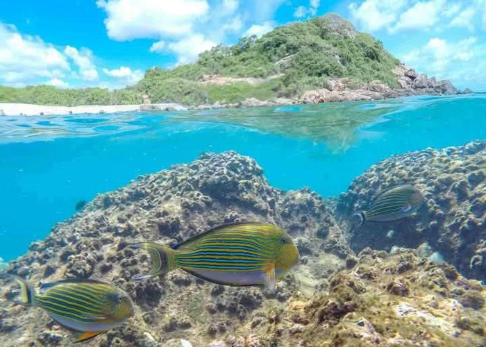 Colorful tropical fish swimming underwater near Pigeon Island with island view in Trincomalee, Sri Lanka