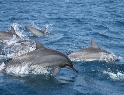 Pod of dolphins swimming in Kalpitiya sea