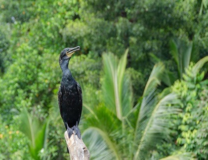 Colorful bird perched among trees by the Madu River