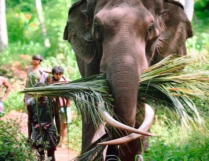 Elephant carrying coconut branches with a caretaker in Sri Lanka