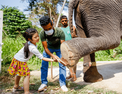Girl helping clean an elephant’s leg at Millennium Elephant Foundation