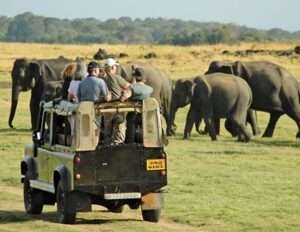 Jeep safari in Minneriya National Park with tourists watching elephants in Sri Lanka