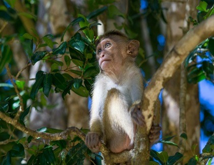 Monkey sitting on a tree branch in Wilpattu National Park