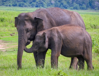 Mother elephant walking alongside her calf in Kaudulla National Park