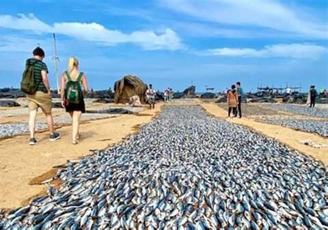 Fresh seafood at Negombo Fish Market Lellama