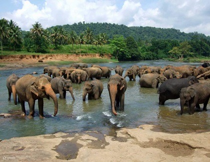 Elephants in the river during bathing session at Pinnawala