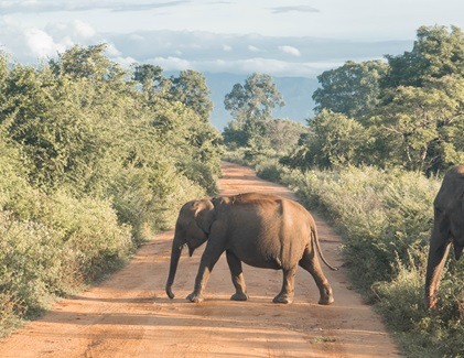 Two elephants crossing a road during Udawalawe National Park safari tour.