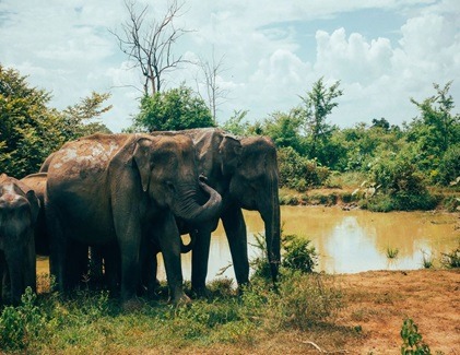 Elephants drinking water at a water hole in Udawalawe National Park during safari.