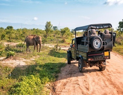 Jeep safari spotting a wild elephant in Udawalawe National Park, Sri Lanka.