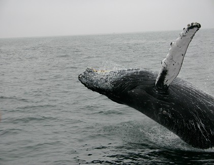 Whale breaching the surface in the ocean during a Trincomalee whale watching experience