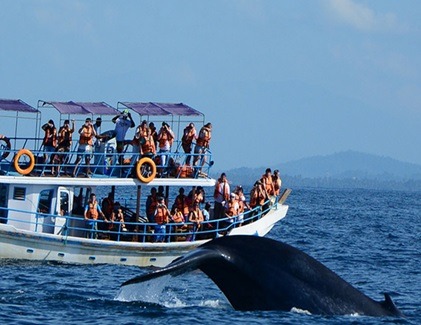 Whale sighted near a tour boat during a whale watching trip in Mirissa, Sri Lanka