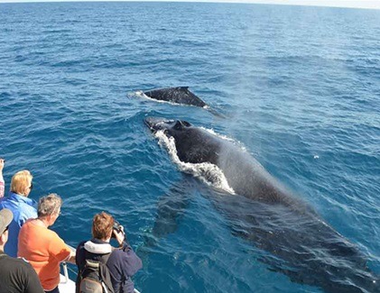 Tourists spotting a whale from a boat during a whale watching tour in Trincomalee