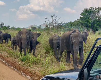 Wild elephants in Hurulu Eco Park during a Sri Lanka safari experience