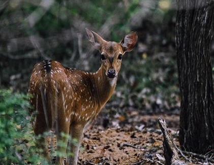 Spotted deer captured during the yala jeep safari