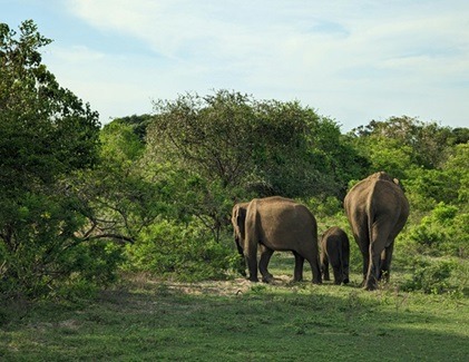 Three elephants including a baby elephant walking in the jungle at Yala National Park