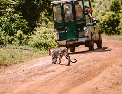 tourists spotting a leopard in Yala National Park safari