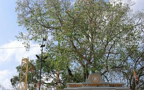 Sri Maha Bodhi Tree in Sri Lanka