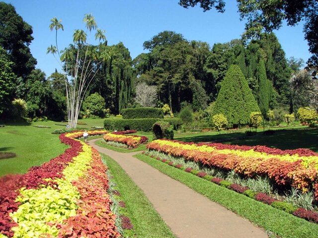 Royal Botanical Gardens Peradeniya Kandy