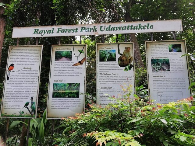 Udawattekele Sanctuary forest trail in Kandy Sri Lanka