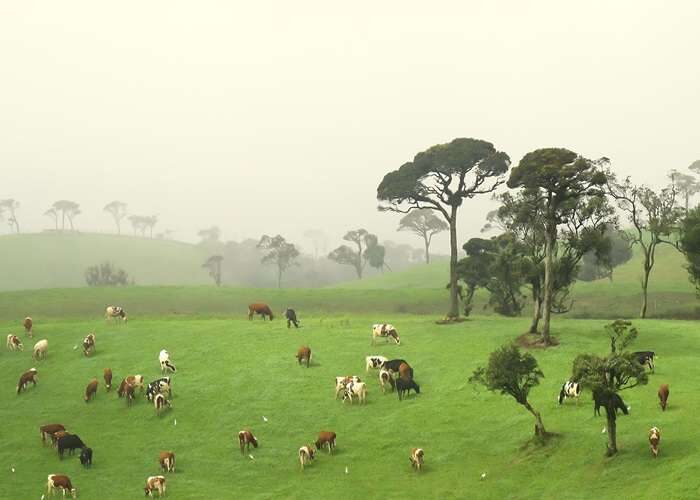 Dairy cows grazing at Ambewela Farm