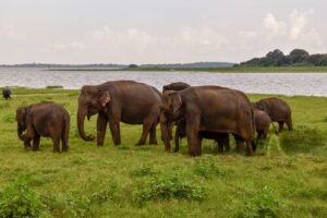 Sri Lanka safari tips – wild elephants in Udawalawe
