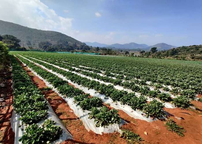 Fresh strawberries growing at a farm in Nuwara Eliya Sri Lanka