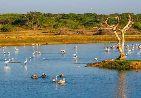 Migratory birds at Bundala National Park near Tissamaharama
