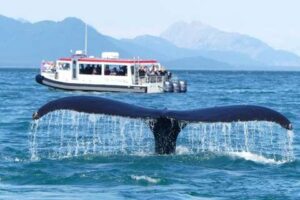 whale sighting during whale watching in Mirissa Sri Lanka